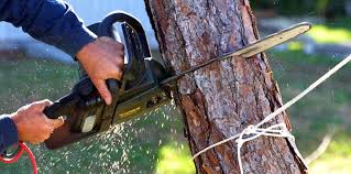 Reliable Broad Creek, NC  Tree Services Solutions