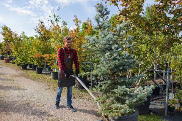 Best Fruit Tree Pruning  in Broad Creek, NC